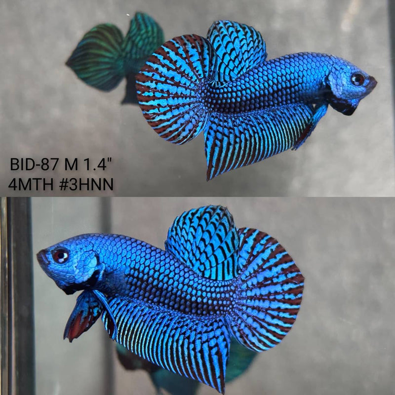 Live Male Betta Blue Alien Hybrid Wild Plakat (BID-87) High quality What you see What you get!!