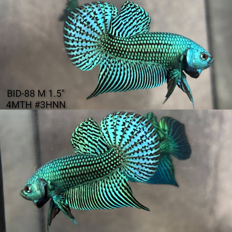 Live Male Betta Green Alien Hybrid Wild Plakat (BID-88) High quality What you see What you get!!