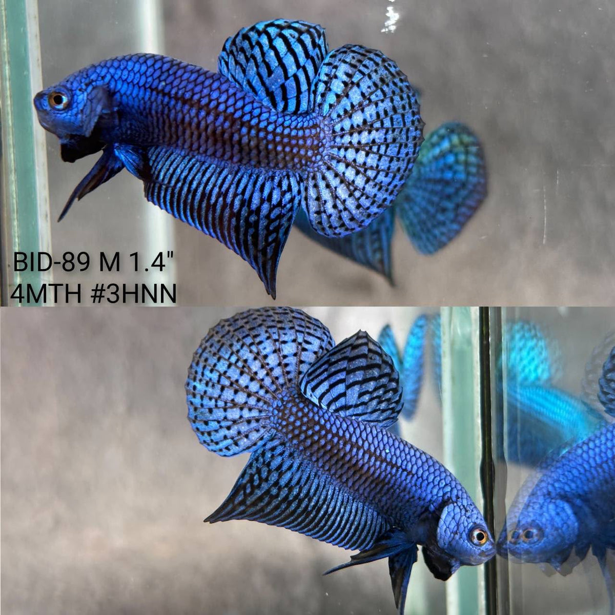 Live Male Betta Royal Blue Alien Hybrid Wild Plakat (BID-89) S054 High quality What you see What you get!!