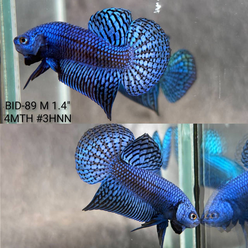 Live Male Betta Royal Blue Alien Hybrid Wild Plakat (BID-89) High quality What you see What you get!!