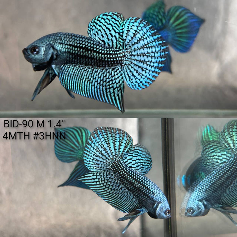 Live Male Betta Gray Alien Hybrid Wild Plakat (BID-90) High quality What you see What you get!!