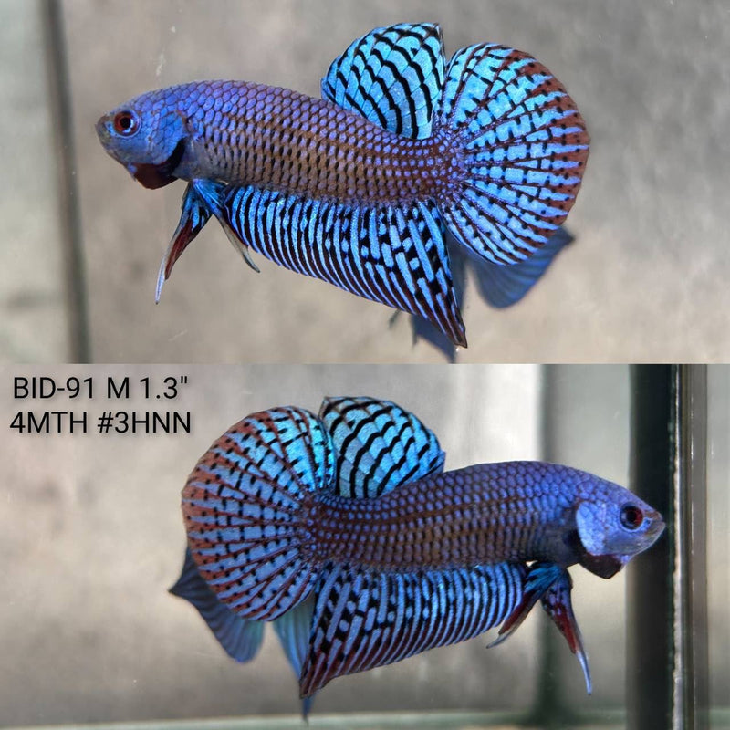 Live Male Betta Blue Alien Hybrid Wild Plakat (BID-91) High quality What you see What you get!!
