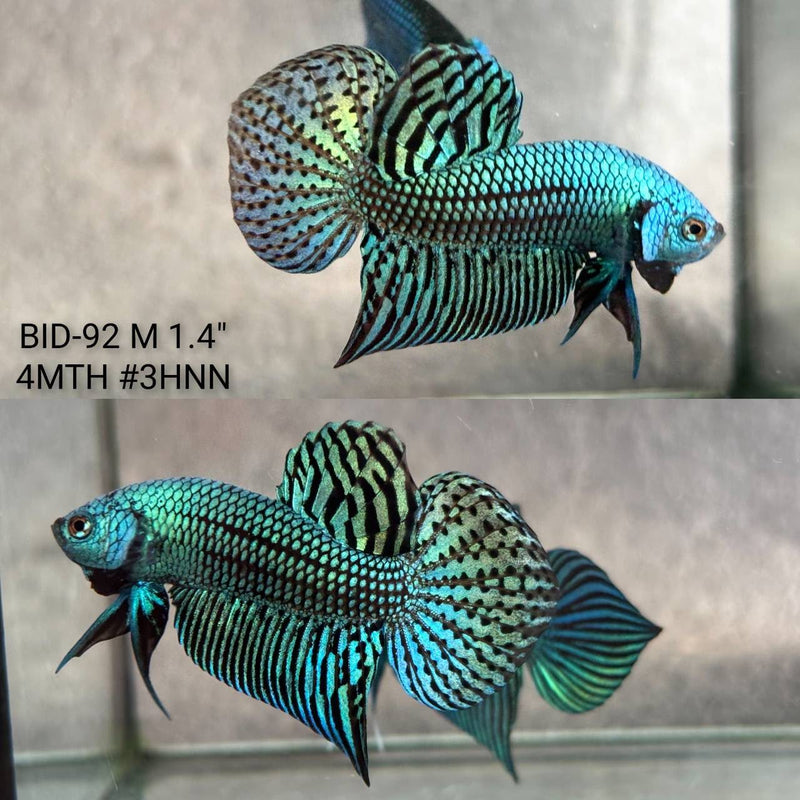 Live Male Betta Green Alien Hybrid Wild Plakat (BID-92) High quality What you see What you get!!