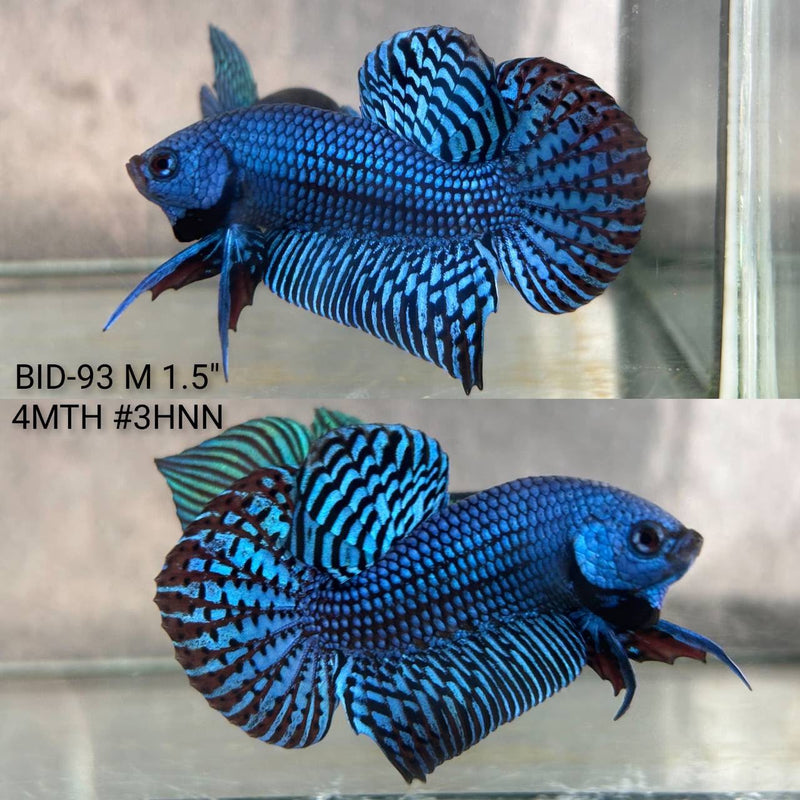 Live Male Betta Royal Blue Alien Hybrid Wild Plakat (BID-93) High quality What you see What you get!!