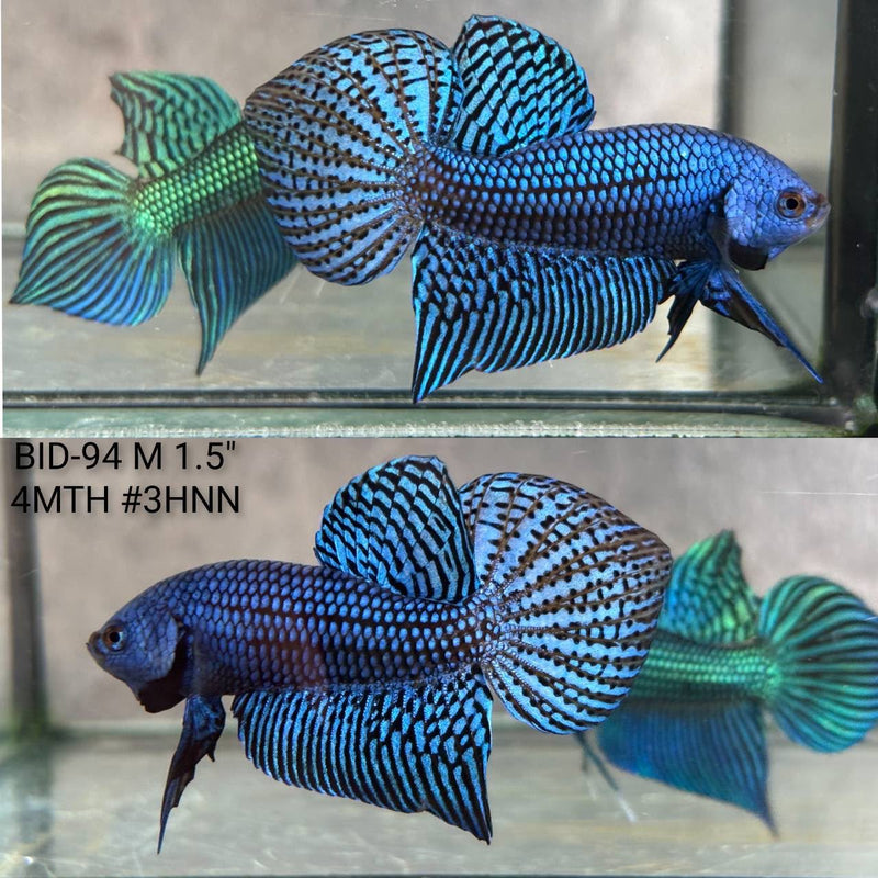 Live Male Betta Royal Blue Alien Hybrid Wild Plakat (BID-94) High quality What you see What you get!!