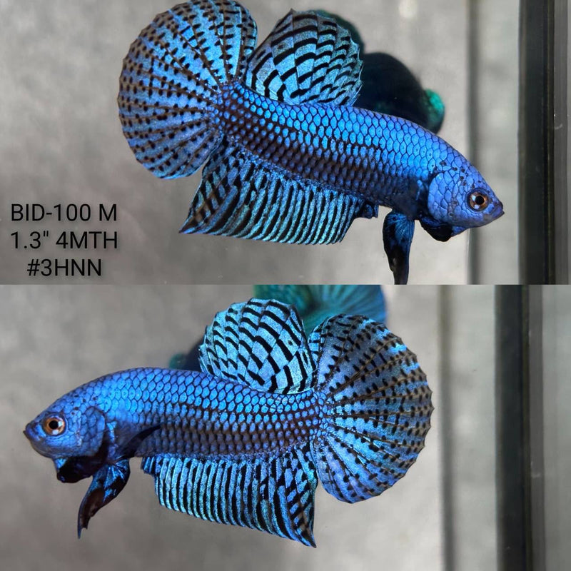 Live Male Betta Royal Blue Alien Hybrid Wild Plakat (BID-100) High quality What you see What you get!!