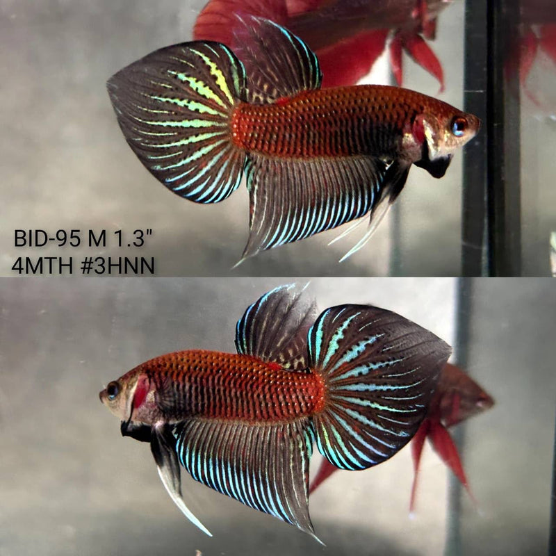 Live Male Betta Black Splendens Hybrid Colors Wild Plakat (BID-95) High quality What you see What you get!!