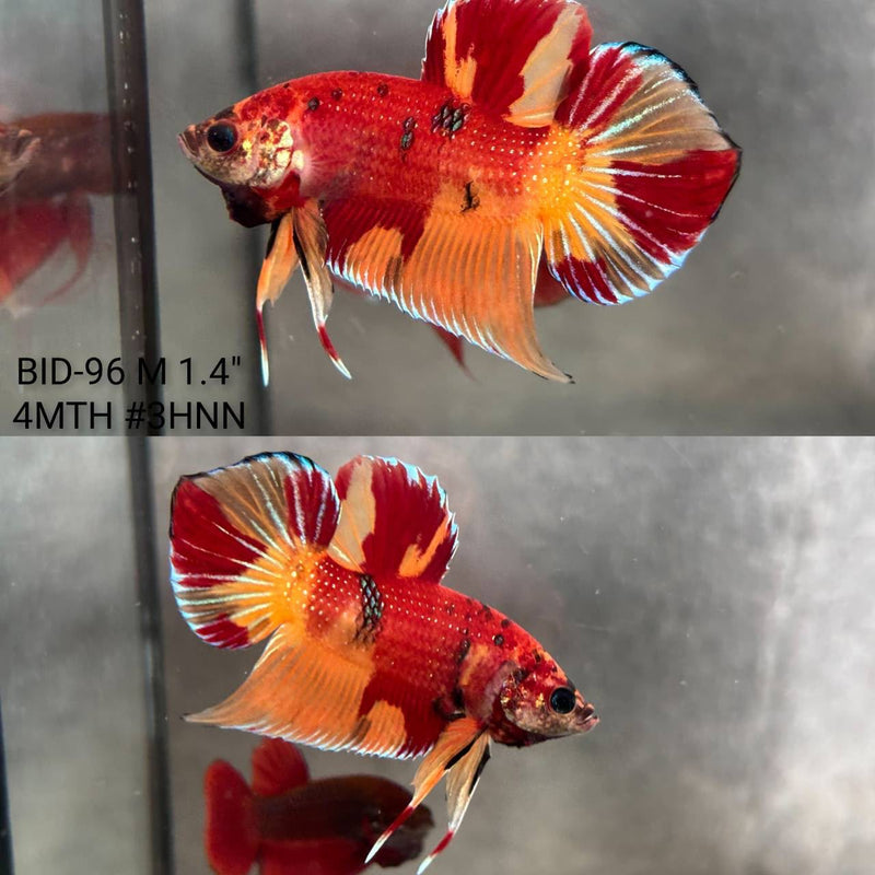 Live Male Betta Fantasy Hybrid Colors Wild Plakat (BID-96) High quality What you see What you get!!