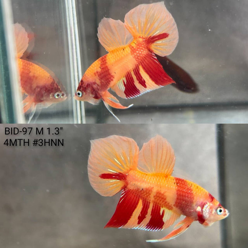 Live Male Betta Fantasy Hybrid Colors Wild Plakat (BID-97) High quality What you see What you get!!