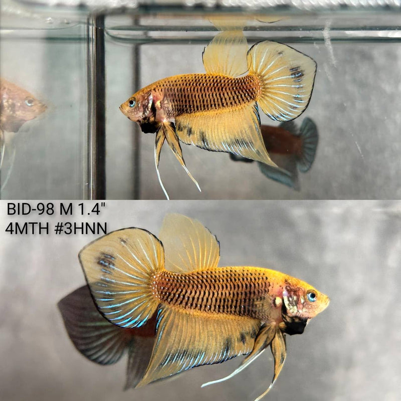 Live Male Betta Yellow Black Pineapple Hybrid Colors Wild Plakat (BID-98) High quality What you see What you get!!