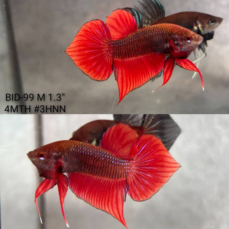 Live Male Betta Red Splendens Hybrid Wild Plakat (BID-99) High quality What you see What you get!!