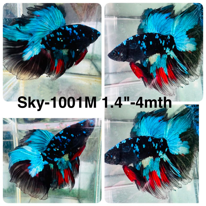 Live Male Betta Black Galaxy Avatar Halfmoon (Sky-1001) High quality What you see What you get!!