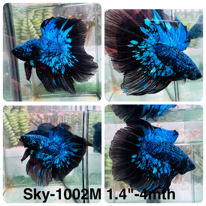 Live Male Betta Black Galaxy Avatar Halfmoon (Sky-1002) High quality What you see What you get!!