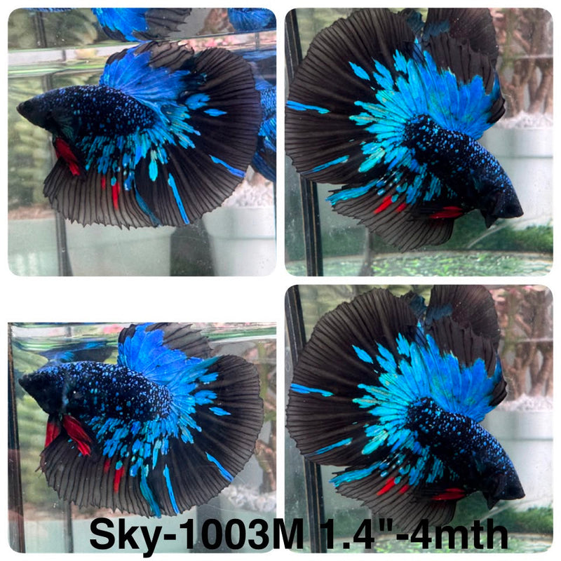 Live Male Betta Black Galaxy Avatar Halfmoon (Sky-1003) High quality What you see What you get!!