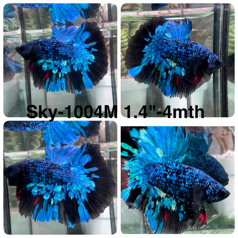 Live Male Betta Black Galaxy Avatar Halfmoon (Sky-1004) High quality What you see What you get!!