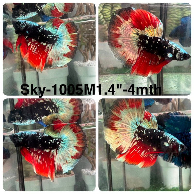 Live Male Betta Black Red Galaxy Halfmoon (Sky-1005) High quality What you see What you get!!