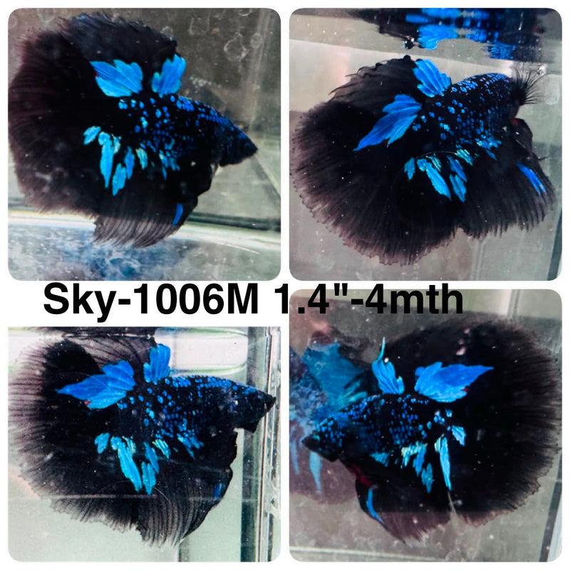 Live Male Betta Black Galaxy Avatar Halfmoon (Sky-1006) High quality What you see What you get!!