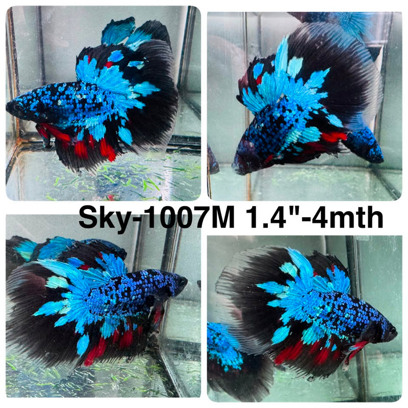 Live Male Betta Black Galaxy Avatar Halfmoon (Sky-1007) High quality What you see What you get!!