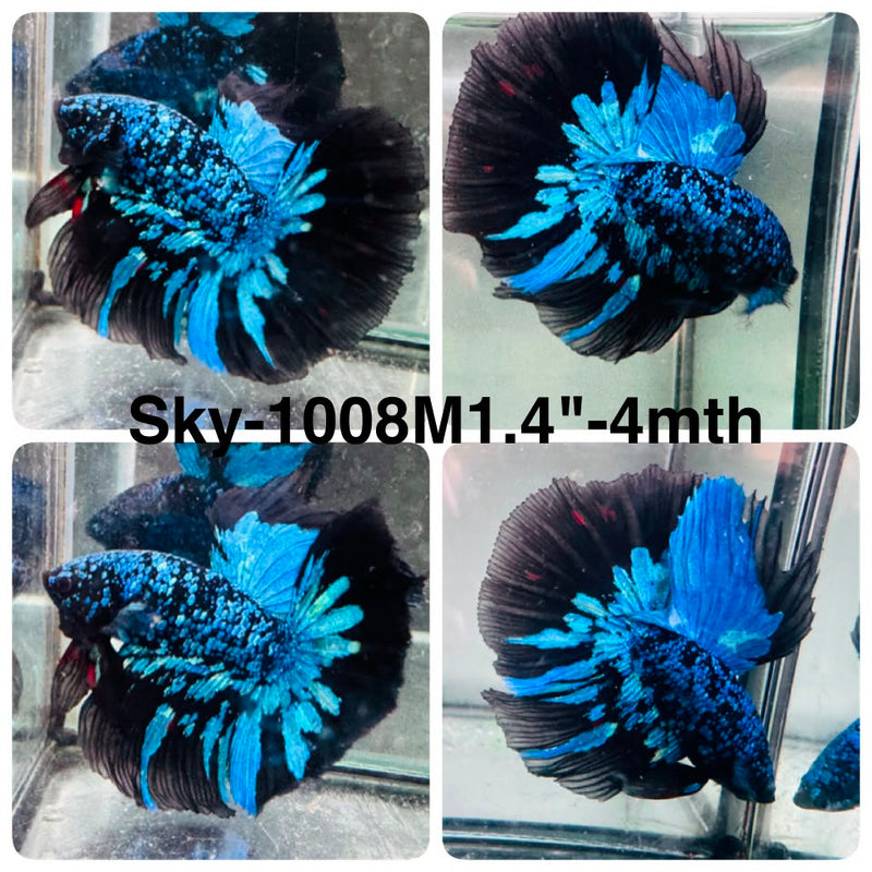 Live Male Betta Black Galaxy Avatar Halfmoon (Sky-1008) High quality What you see What you get!!