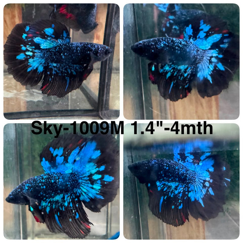 Live Male Betta Black Galaxy Avatar Halfmoon (Sky-1009) High quality What you see What you get!!