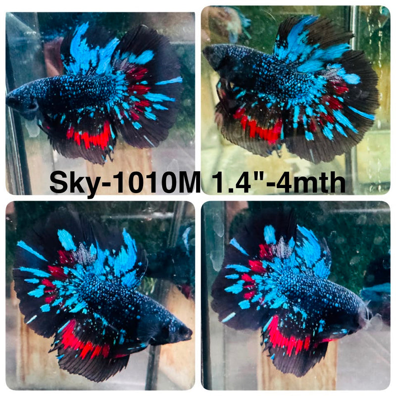 Live Male Betta Black Galaxy Avatar Halfmoon (Sky-1010) High quality What you see What you get!!