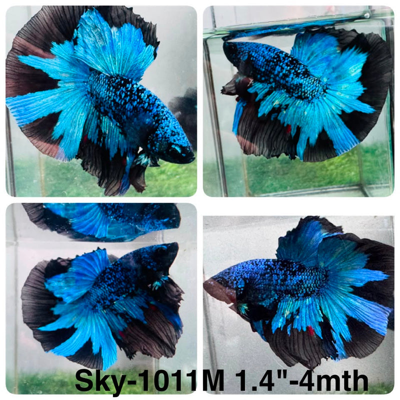 Live Male Betta Black Galaxy Avatar Halfmoon (Sky-1011) High quality What you see What you get!!