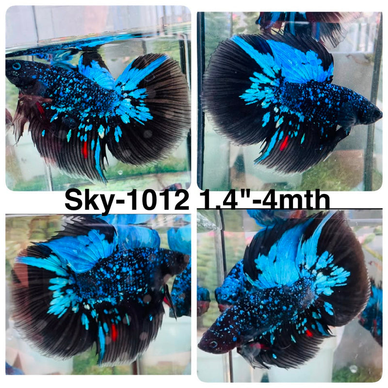 Live Male Betta Black Galaxy Avatar Halfmoon (Sky-1012) High quality What you see What you get!!