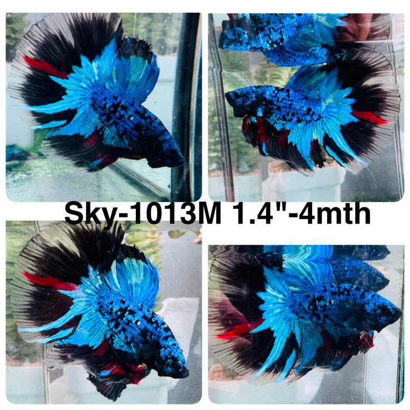 Live Male Betta Black Galaxy Avatar Halfmoon (Sky-1013) High quality What you see What you get!!