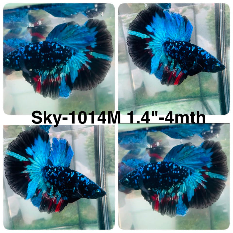 Live Male Betta Black Galaxy Avatar Halfmoon (Sky-1014) High quality What you see What you get!!