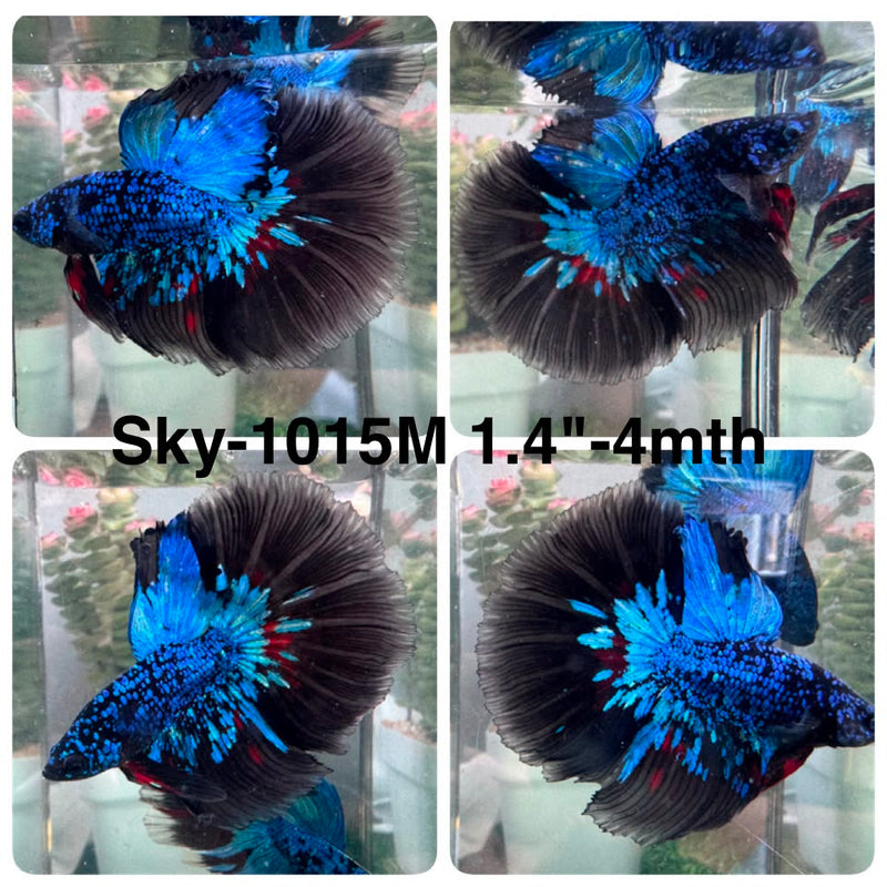 Live Male Betta Black Galaxy Avatar Halfmoon (Sky-1015) High quality What you see What you get!!