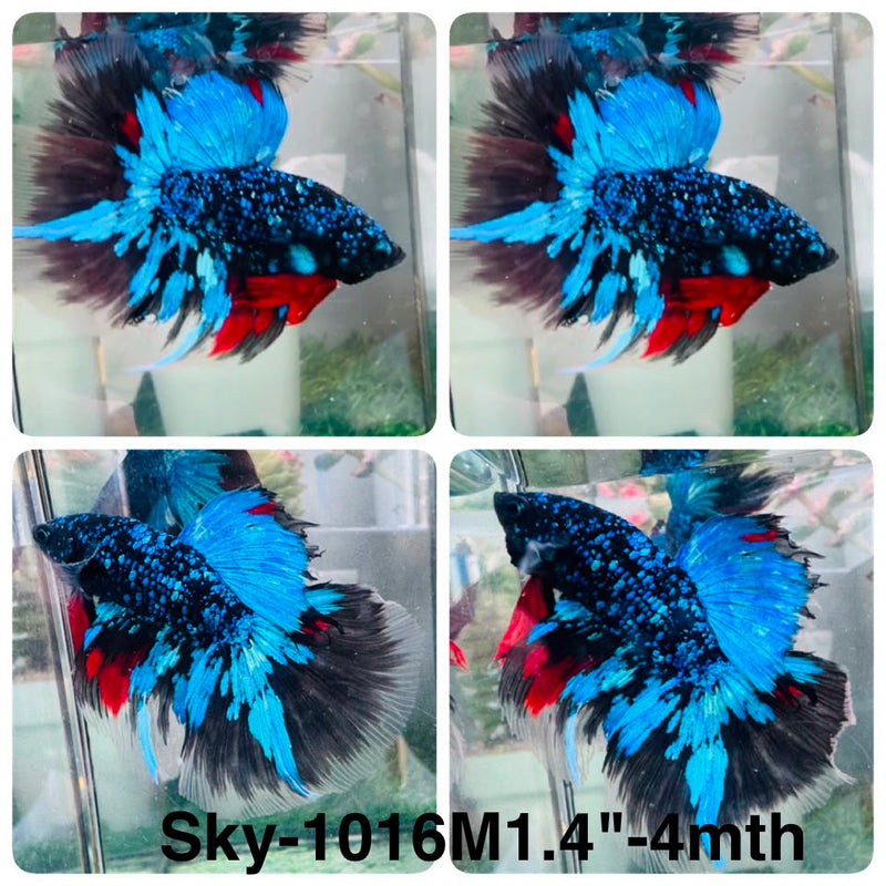 Live Male Betta Black Galaxy Avatar Halfmoon (Sky-1016) High quality What you see What you get!!