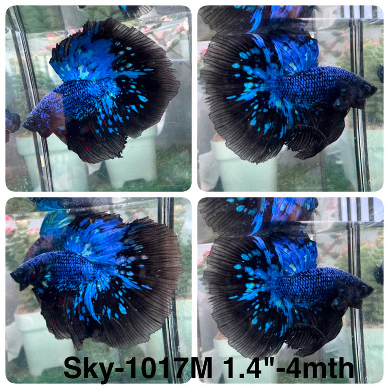 Live Male Betta Black Galaxy Avatar Halfmoon (Sky-1017) High quality What you see What you get!!