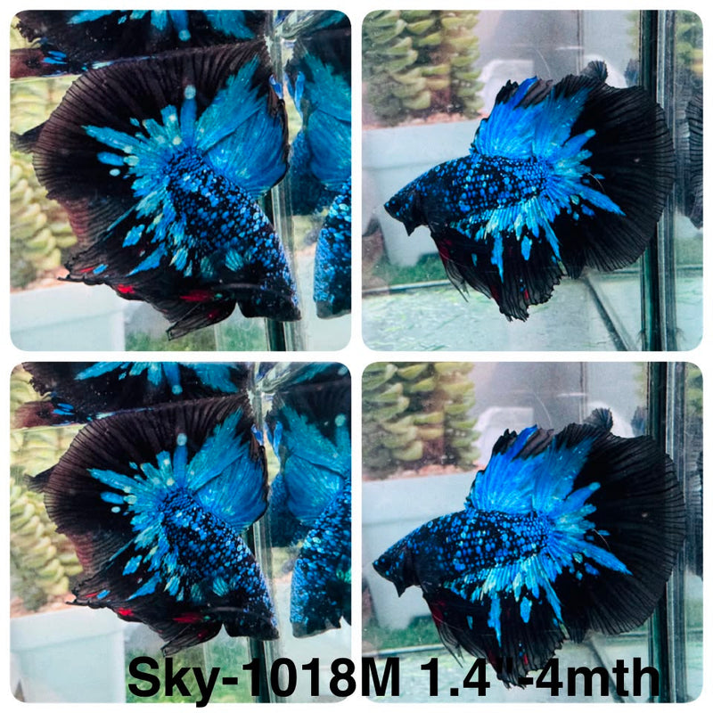 Live Male Betta Black Galaxy Avatar Halfmoon (Sky-1018) High quality What you see What you get!!