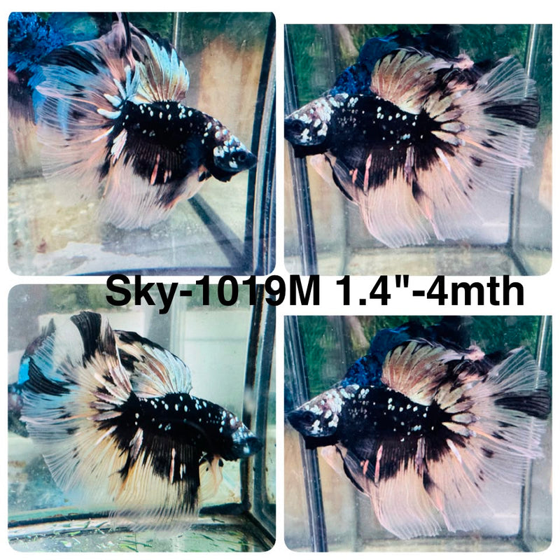 Live Male Betta Black Copper Galaxy Halfmoon (Sky-1019) High quality What you see What you get!!