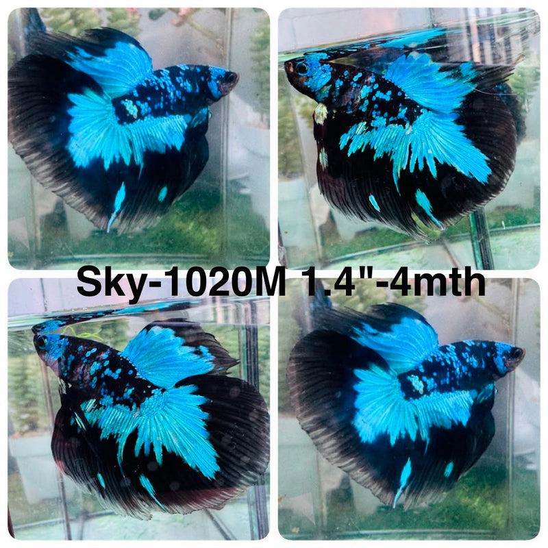 Live Male Betta Black Galaxy Avatar Halfmoon (Sky-1020) High quality What you see What you get!!