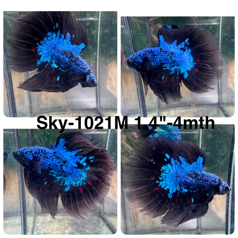 Live Male Betta Black Galaxy Avatar Halfmoon (Sky-1021) High quality What you see What you get!!