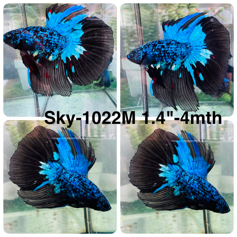 Live Male Betta Black Galaxy Avatar Halfmoon (Sky-1022) High quality What you see What you get!!