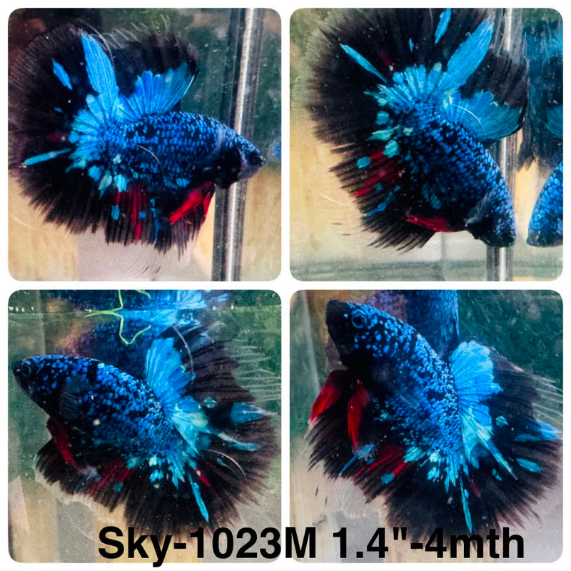 Live Male Betta Black Galaxy Avatar Halfmoon (Sky-1023) High quality What you see What you get!!