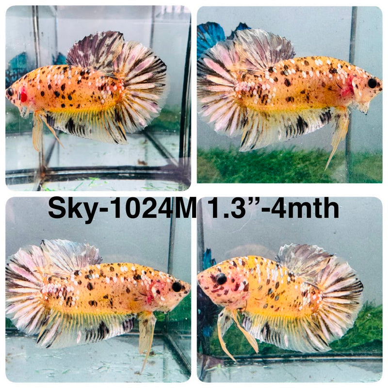 Live Male Betta Yellow Copper Galaxy Koi Plakat (Sky-1024) High quality what you see what you get!!
