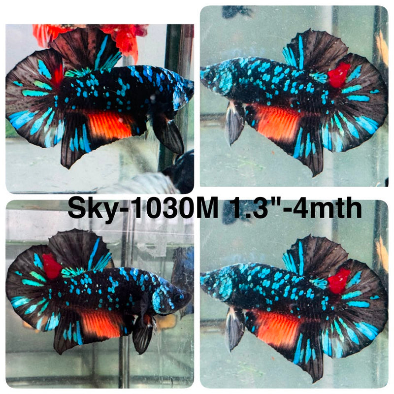 Live Male Betta Black Galaxy Koi Plakat (Sky-1030) High quality what you see what you get!!