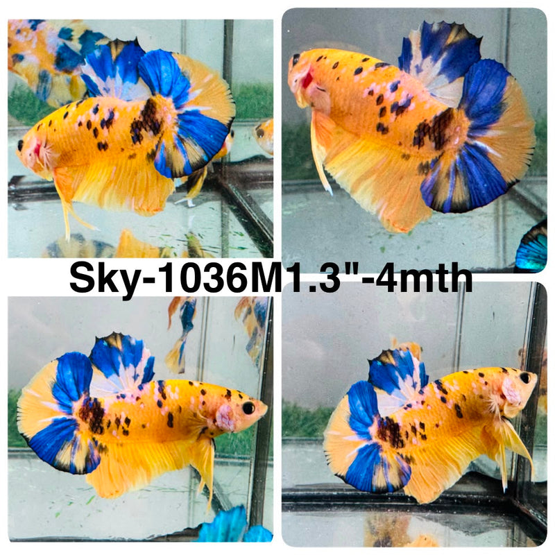 Live Male Betta Yellow Galaxy Koi Plakat (Sky-1036) High quality what you see what you get!!