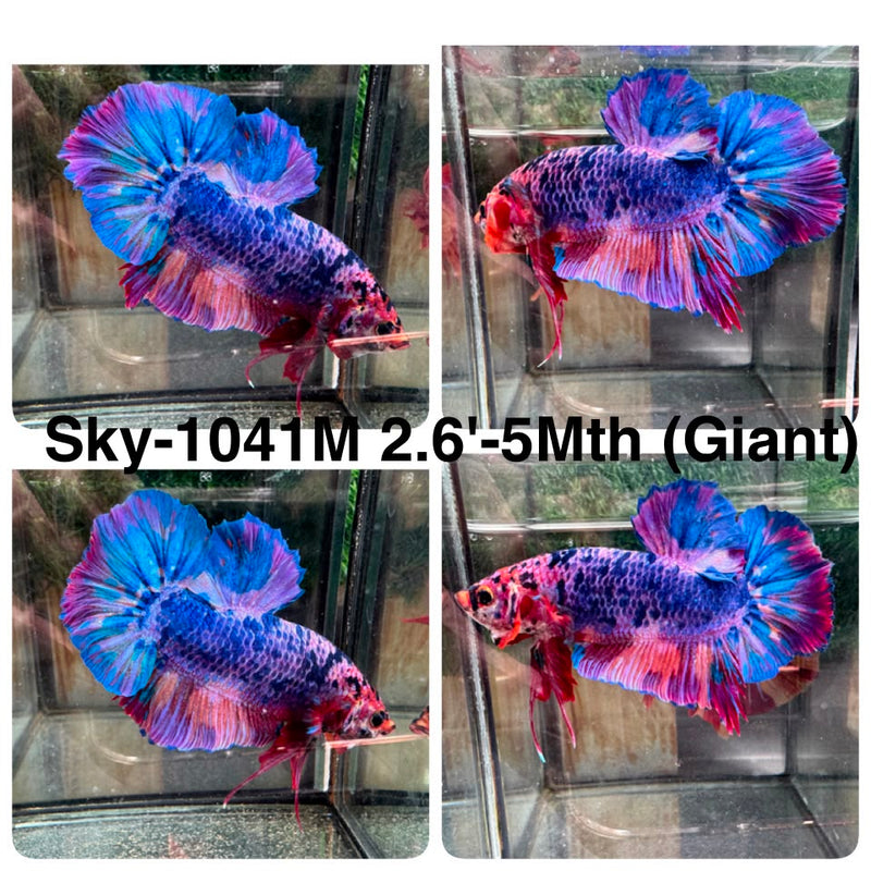 Live Male Betta Fancy Marble Giants Plakat (Sky-1041) High quality what you see what you get!!