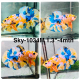 Live Male Betta Yellow Galaxy Koi Plakat (Sky-1034)S129 High quality what you see what you get!!