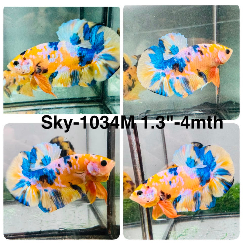 Live Male Betta Yellow Galaxy Koi Plakat (Sky-1034) High quality what you see what you get!!