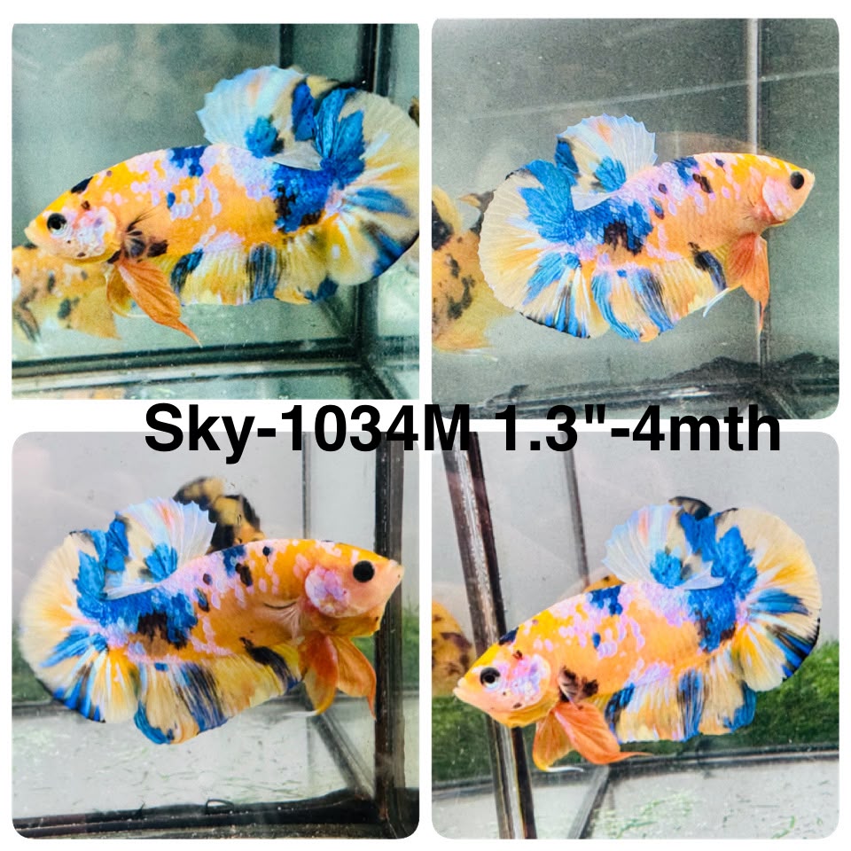 Live Male Betta Yellow Galaxy Koi Plakat (Sky-1034)S129 High quality what you see what you get!!