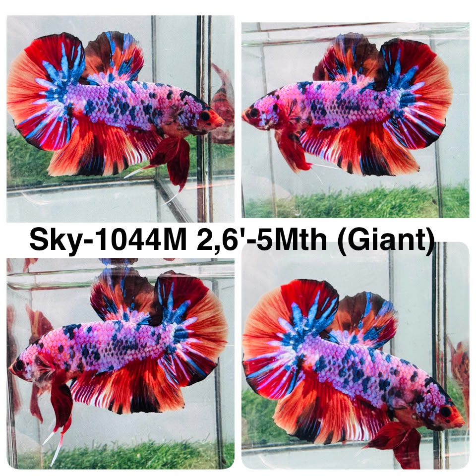 Live Male Betta Candy Marble Giants Plakat (Sky-1044)S123 High quality what you see what you get!!