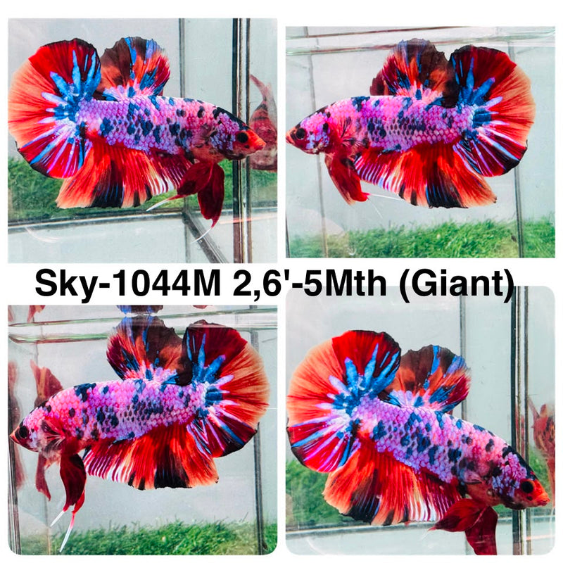 Live Male Betta Candy Marble Giants Plakat (Sky-1044) High quality what you see what you get!!