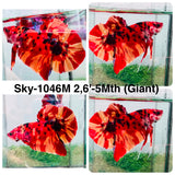 Live Male Betta Classic Nemo Giants Plakat (Sky-1046)S195 High quality what you see what you get!!