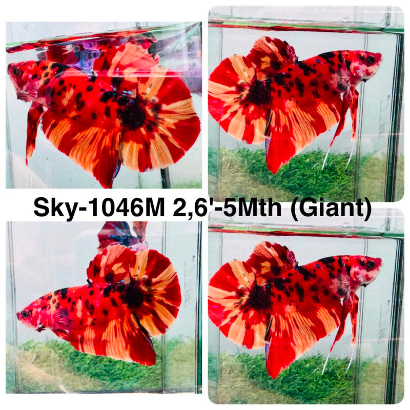 Live Male Betta Classic Nemo Giants Plakat (Sky-1046) High quality what you see what you get!!