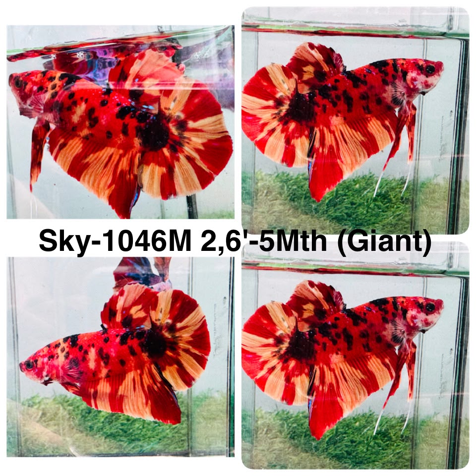 Live Male Betta Classic Nemo Giants Plakat (Sky-1046)S195 High quality what you see what you get!!